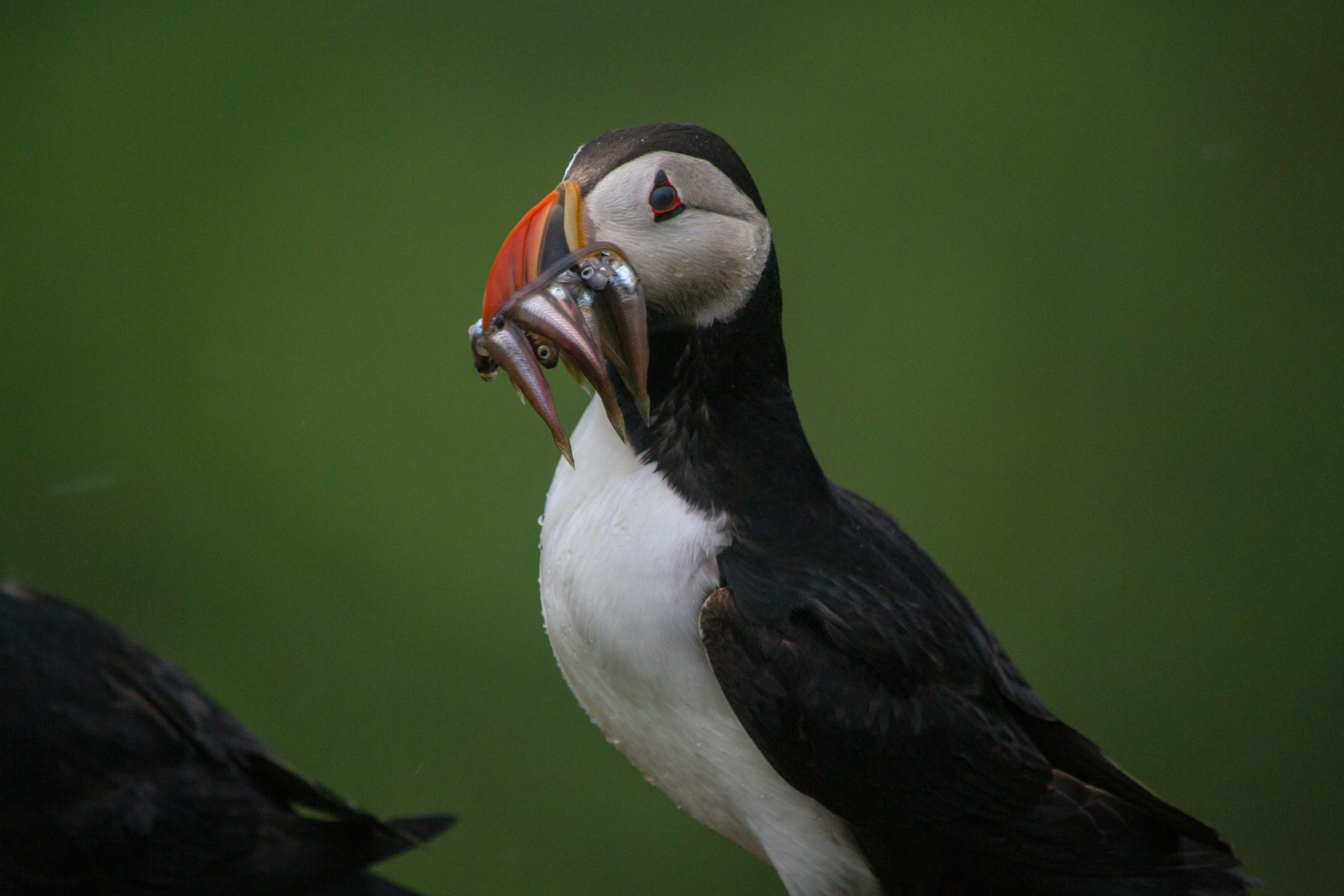 Image of a Puffin with fish in its mouth